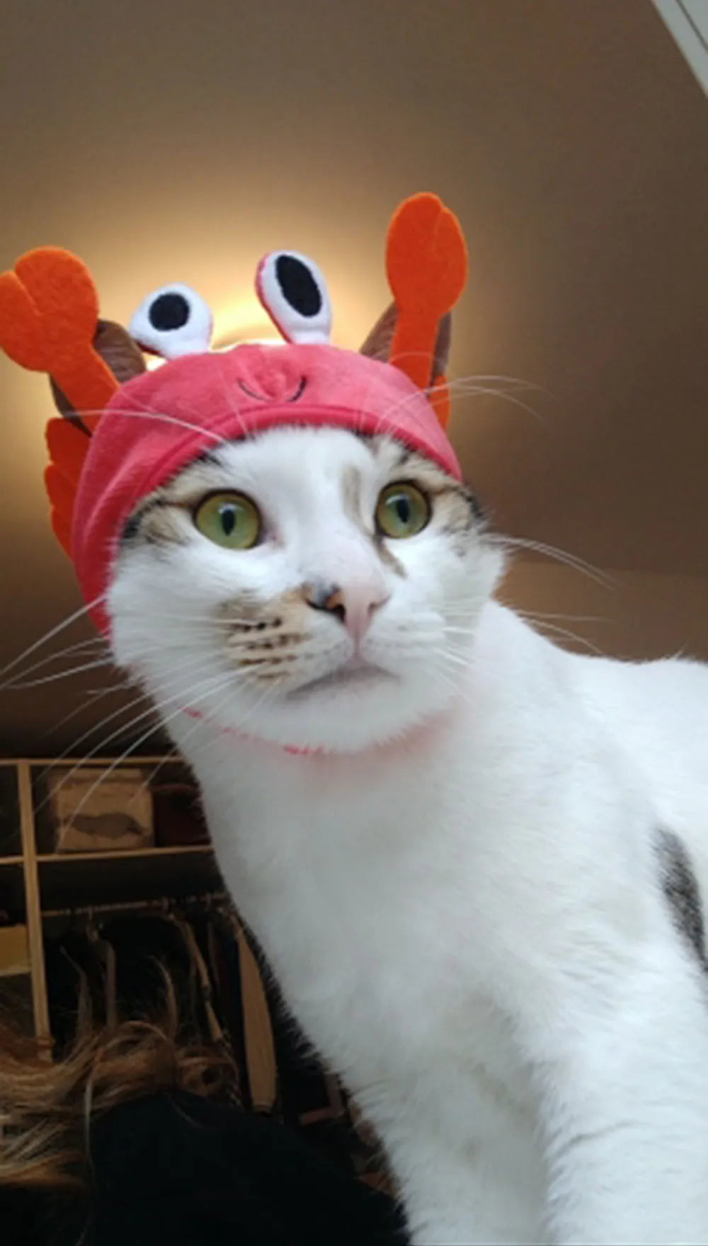 Halloween Easter Pet Costume Novelty Crab Lobster Frog Hat for Cat Puppy Hat Dog Cap Soft Headgear for Birthday Party Photo Prop