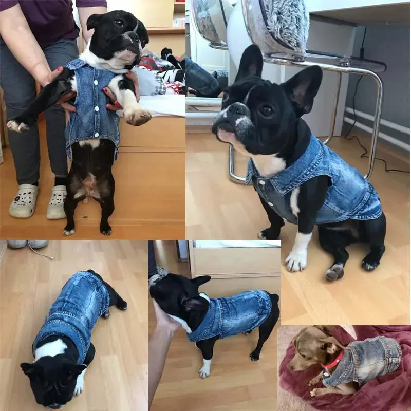 Denim Dog Clothes for Pitbulls Dachshund Fashion Dog Jeans Jacket  Blue Cowboy T-shirt for Shih Tzu Cool Apparel for Small Dogs - Nova Trendz