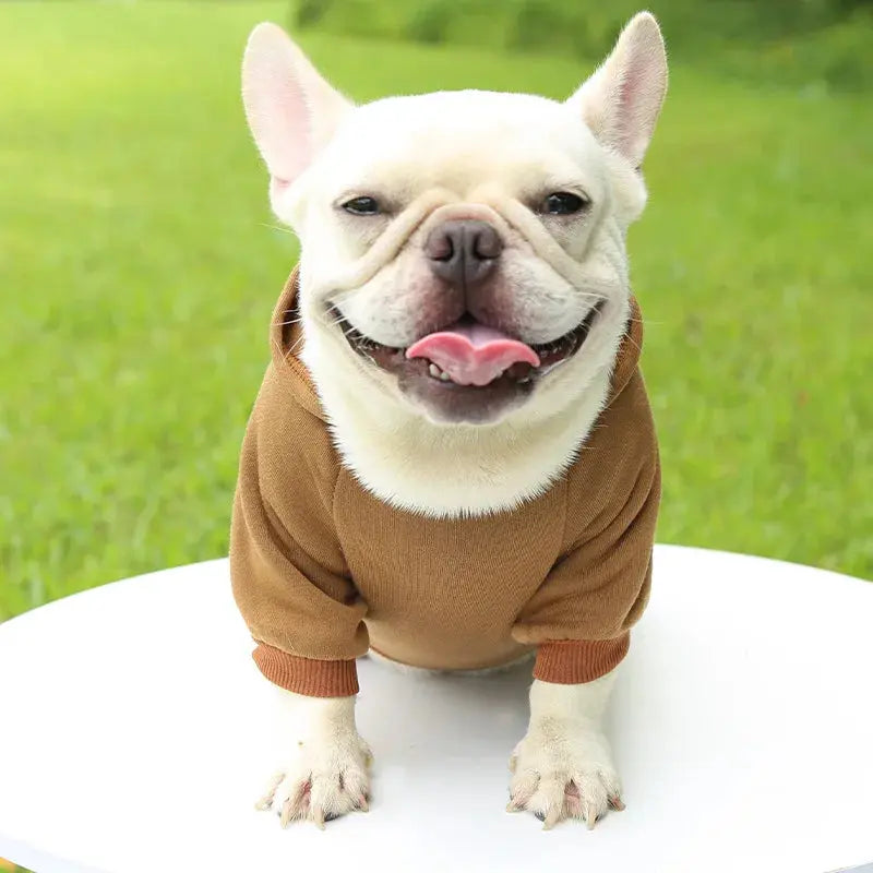 Warm Pet Clothes For Cats Clothing Autumn Winter Clothing for Cats Coat Puppy Outfit Cats Clothes for Cat Hoodies mascotas 8Y45 - Nova Trendz