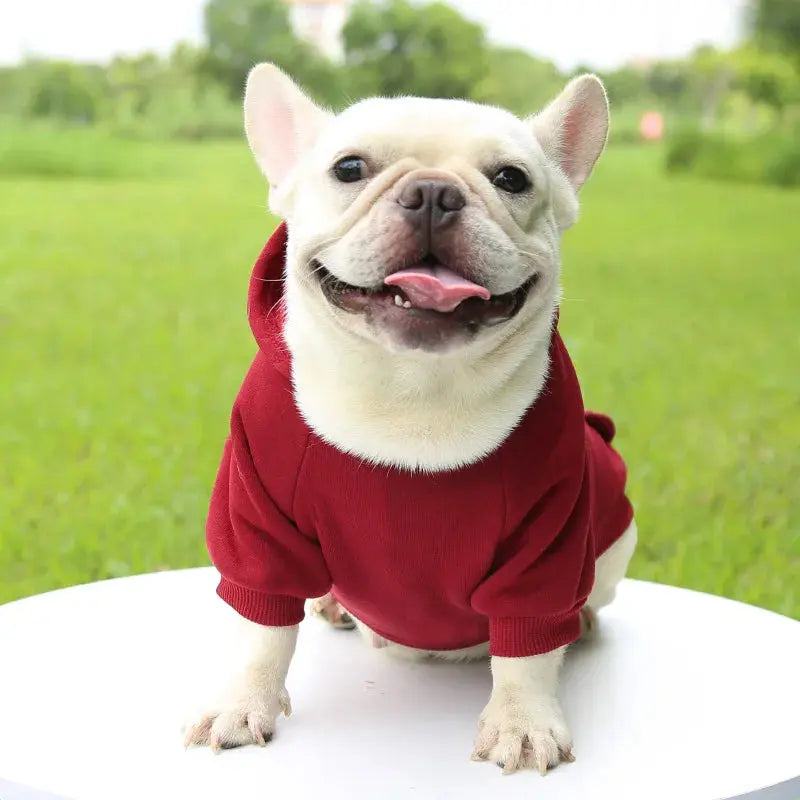 Warm Pet Clothes For Cats Clothing Autumn Winter Clothing for Cats Coat Puppy Outfit Cats Clothes for Cat Hoodies mascotas 8Y45 - Nova Trendz