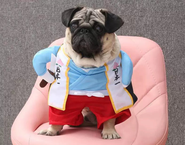 Cat Clothes Dog Clothes Teddy British Shorthair Pet Costume Funny Selling Cute Upright Pet Costume Spring and Summer Clothes Hot