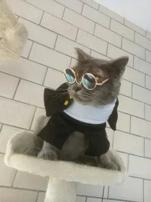 Cat Clothes Dog Clothes Teddy British Shorthair Pet Costume Funny Selling Cute Upright Pet Costume Spring and Summer Clothes Hot - Nova Trendz