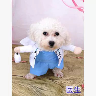 Cat Clothes Dog Clothes Teddy British Shorthair Pet Costume Funny Selling Cute Upright Pet Costume Spring and Summer Clothes Hot