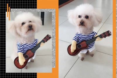 Cat Clothes Dog Clothes Teddy British Shorthair Pet Costume Funny Selling Cute Upright Pet Costume Spring and Summer Clothes Hot