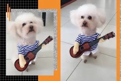 Cat Clothes Dog Clothes Teddy British Shorthair Pet Costume Funny Selling Cute Upright Pet Costume Spring and Summer Clothes Hot - Nova Trendz