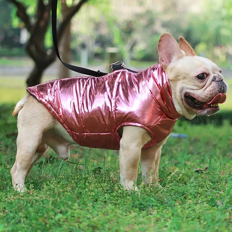 Winter Dog Clothes For Small Medium Dogs Cat Outdoor Waterproof Warm Jacket Puppy Coat Yorkies Chihuahua Pug Outfits Pet Costume - Nova Trendz