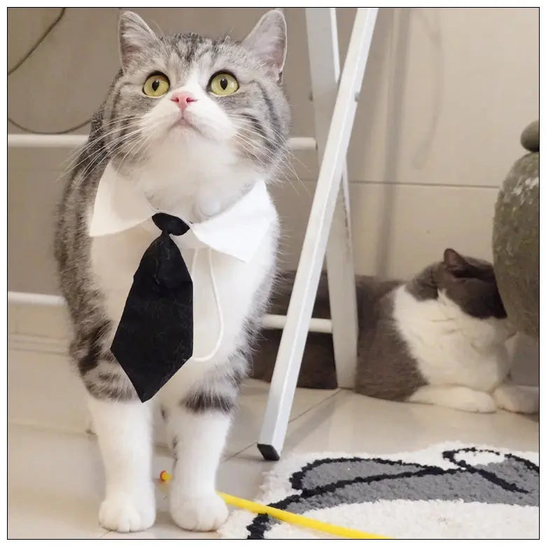 Funny Pet Cat Hat Gentleman's Hat Beret Tie Bathing Blood Gangster Handsome Cosplay Photo Prop Dog Halloween Costume Nova Trendz