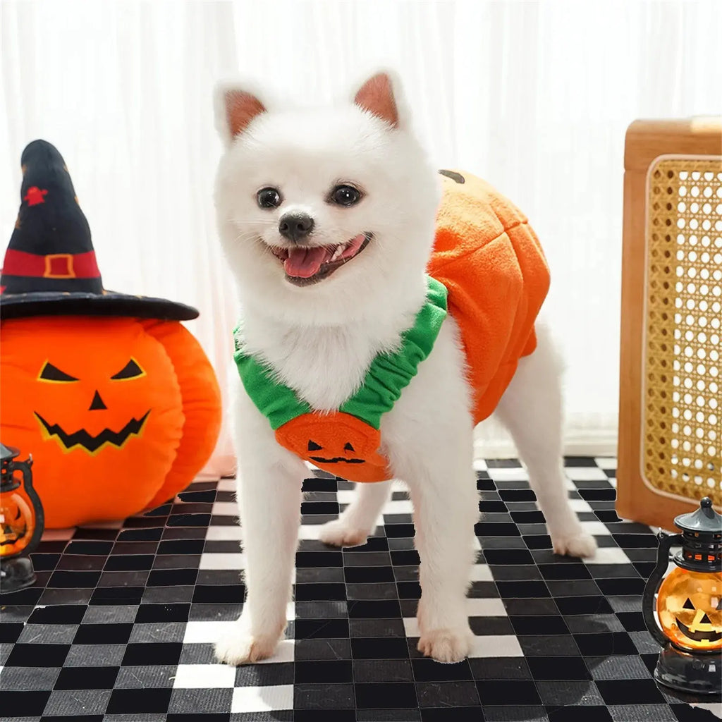 Halloween Pumpkin Lantern Dog Clothes Transformation Costume Cosplay Funny Cat Teddy Dog Special Events Apparel Comical Outfits - Nova Trendz