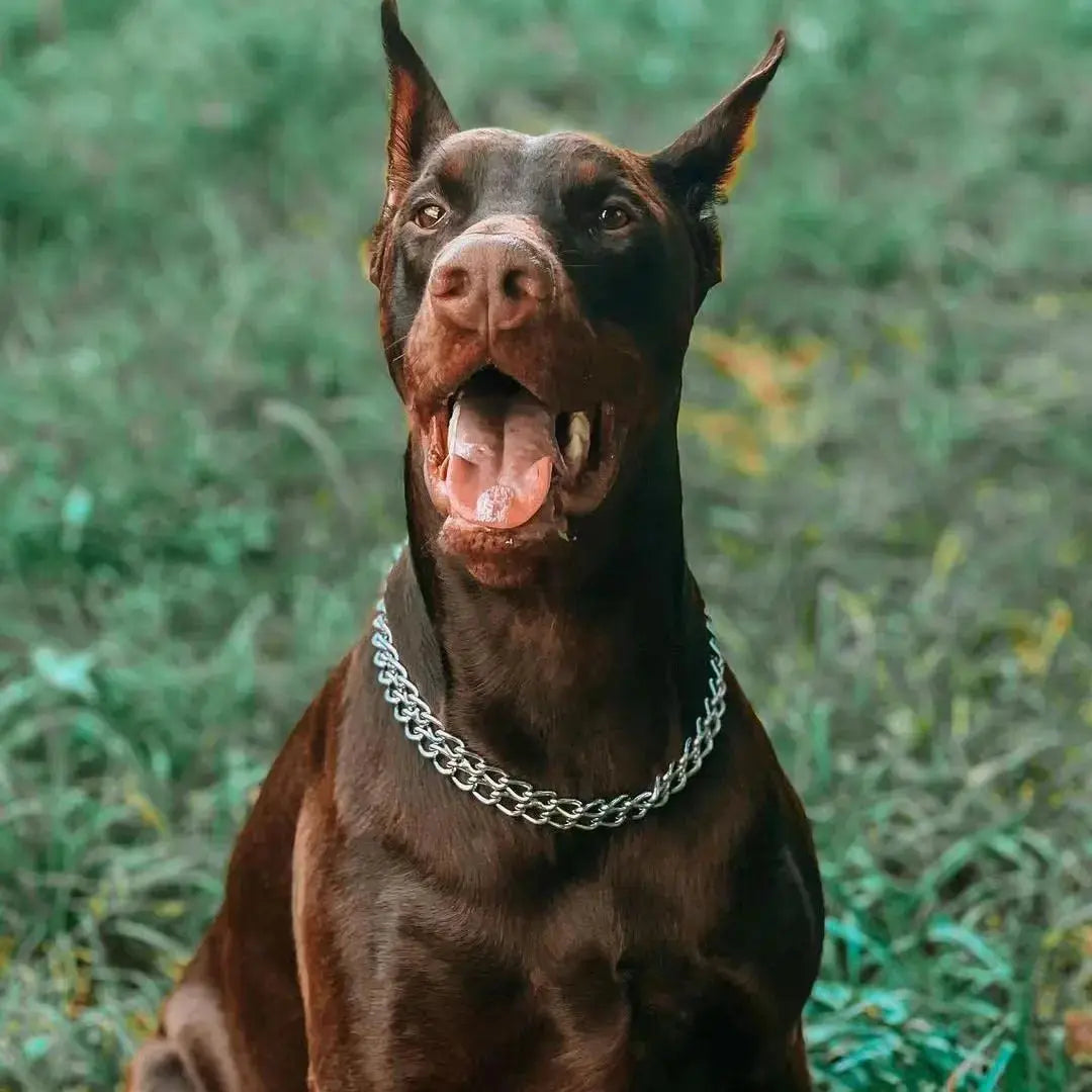 Double Row Gold Dog Chain Collar Stainless Steel Chew Proof 18K Training Pet Chains Collars for Medium Large Dogs Nova Trendz