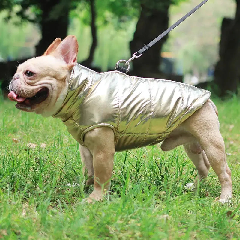 Winter Dog Clothes For Small Medium Dogs Cat Outdoor Waterproof Warm Jacket Puppy Coat Yorkies Chihuahua Pug Outfits Pet Costume - Nova Trendz