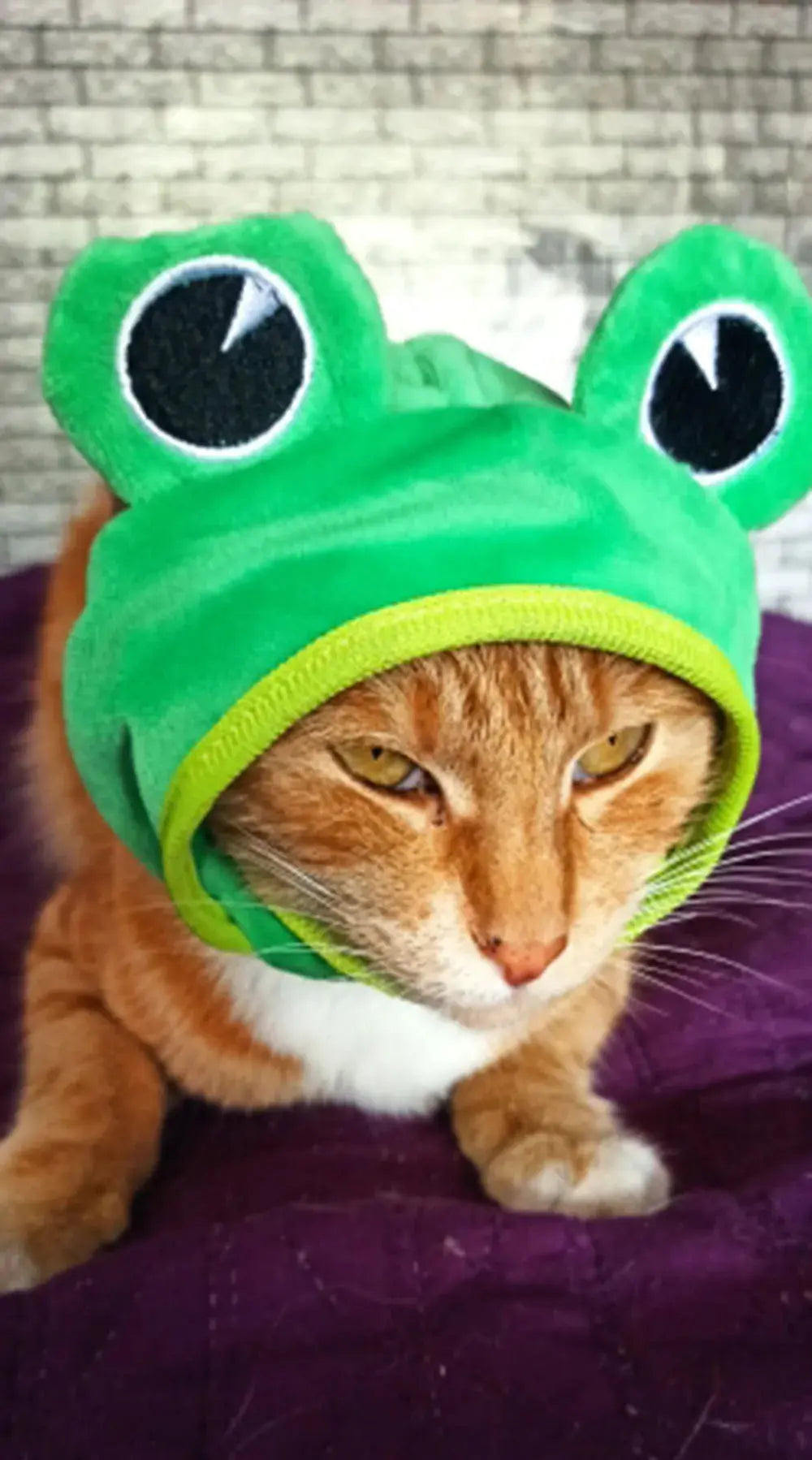 Halloween Easter Pet Costume Novelty Crab Lobster Frog Hat for Cat Puppy Hat Dog Cap Soft Headgear for Birthday Party Photo Prop - Nova Trendz