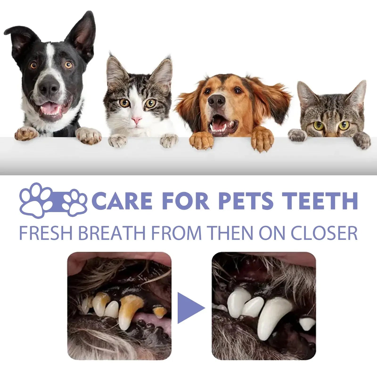 Pet Oral Cleaning Spray, Dog Cat Bad Breath Remover, Dental Stain Care, 30ml - Nova Trendz