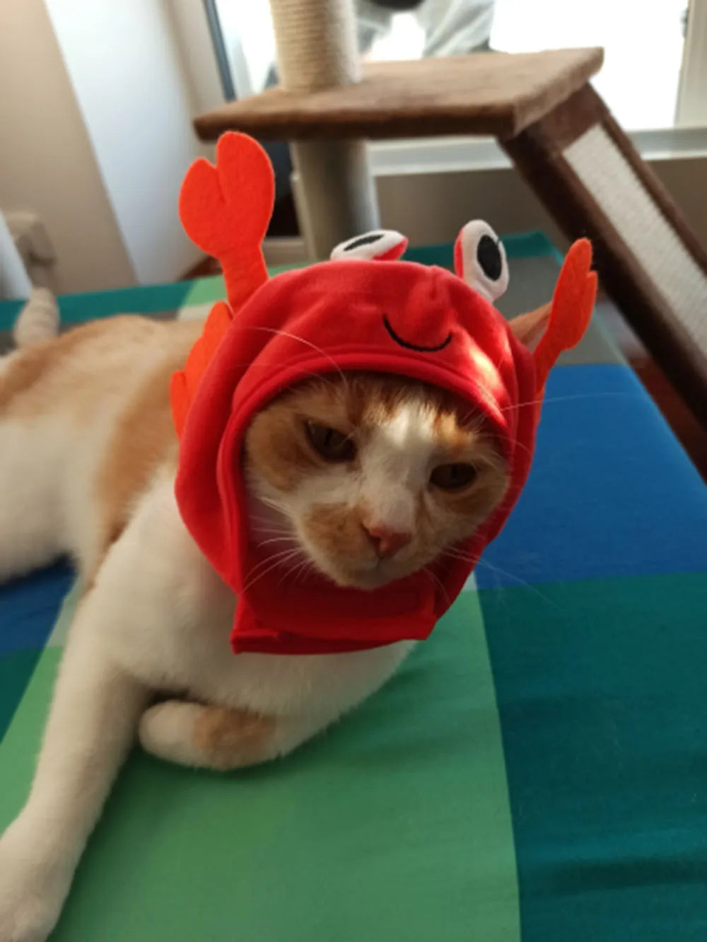 Halloween Easter Pet Costume Novelty Crab Lobster Frog Hat for Cat Puppy Hat Dog Cap Soft Headgear for Birthday Party Photo Prop