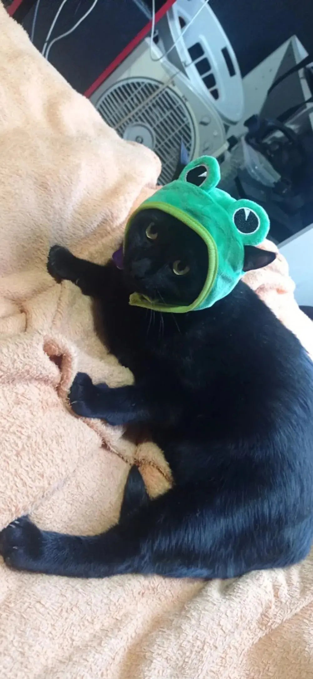 Halloween Easter Pet Costume Novelty Crab Lobster Frog Hat for Cat Puppy Hat Dog Cap Soft Headgear for Birthday Party Photo Prop - Nova Trendz