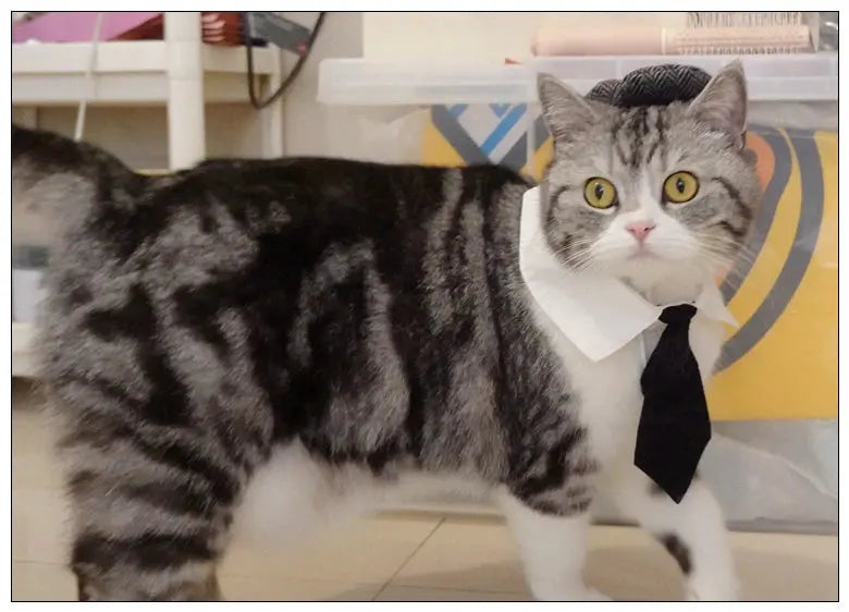 Funny Pet Cat Hat Gentleman's Hat Beret Tie Bathing Blood Gangster Handsome Cosplay Photo Prop Dog Halloween Costume Nova Trendz