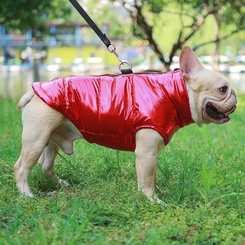 Winter Dog Clothes For Small Medium Dogs Cat Outdoor Waterproof Warm Jacket Puppy Coat Yorkies Chihuahua Pug Outfits Pet Costume - Nova Trendz
