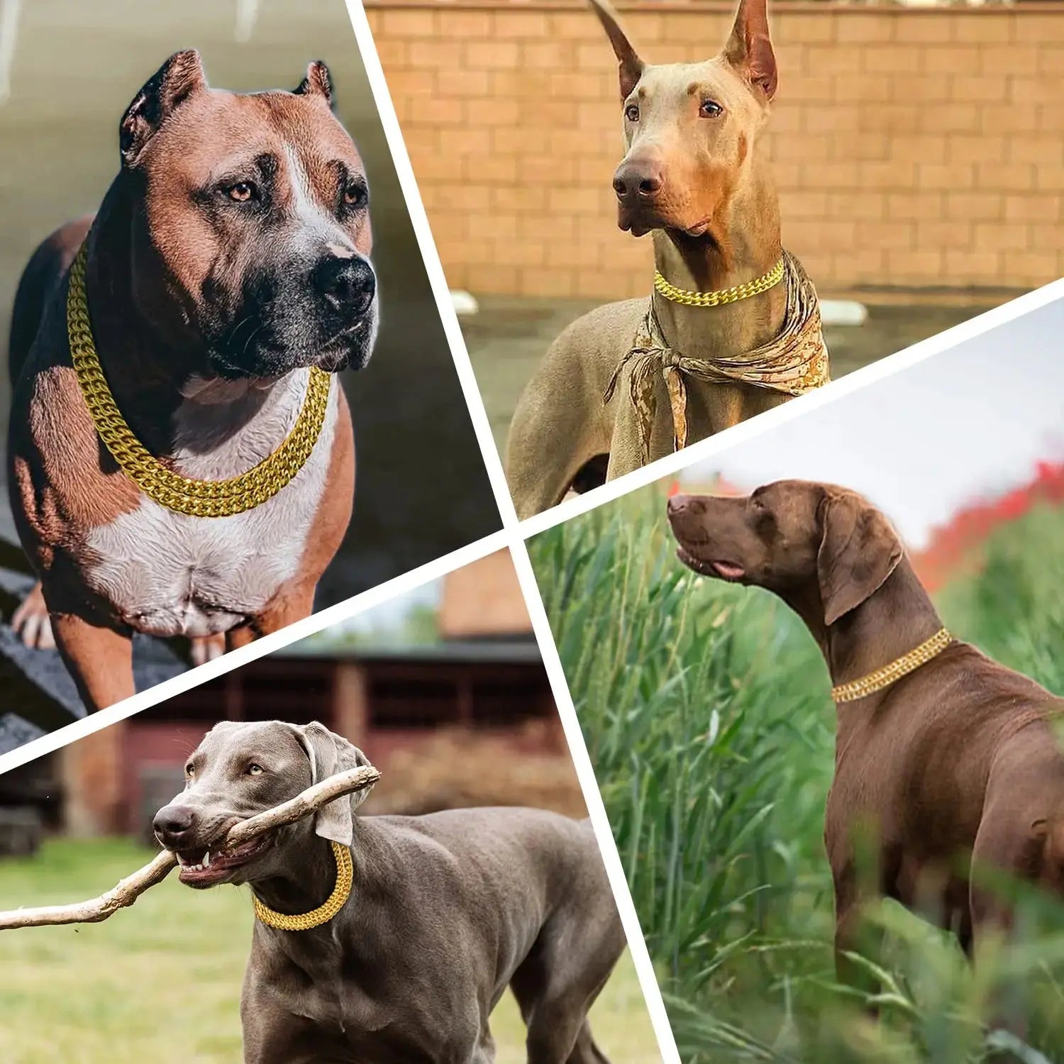 Double Row Gold Dog Chain Collar Stainless Steel Chew Proof 18K Training Pet Chains Collars for Medium Large Dogs Nova Trendz